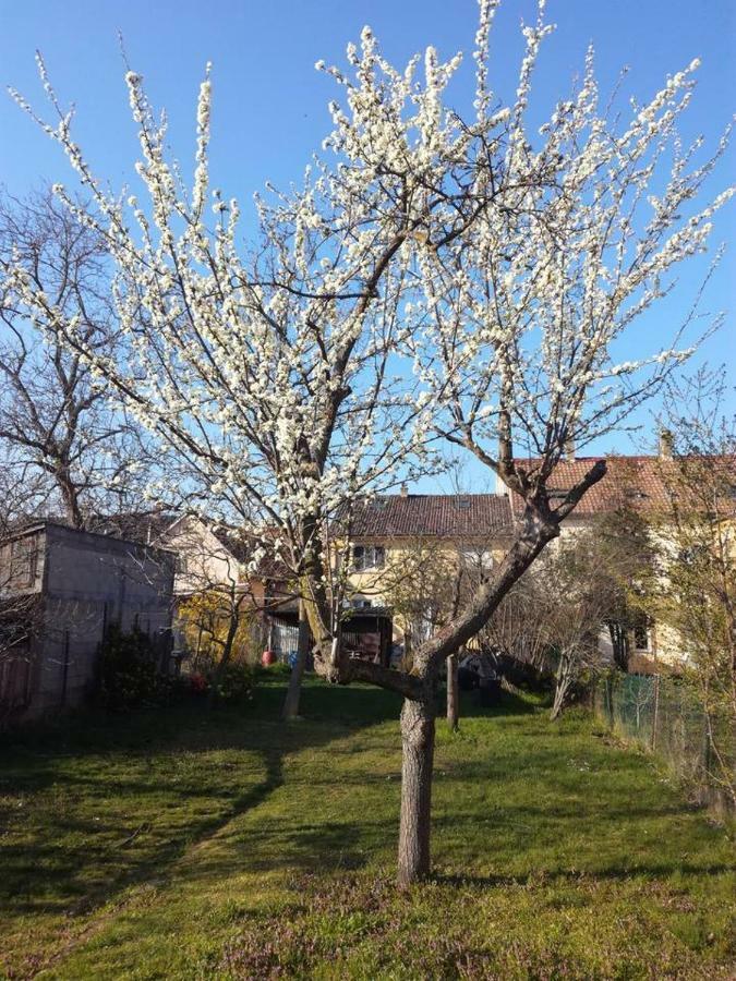 Avec Jardin à Appartement Colmar